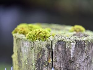 Превью обои мох, дерево, кора, зелень, макро, природа