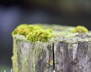 Превью обои мох, дерево, кора, зелень, макро, природа