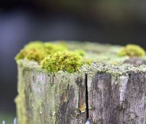 Превью обои мох, дерево, кора, зелень, макро, природа