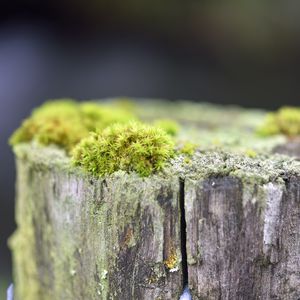 Превью обои мох, дерево, кора, зелень, макро, природа