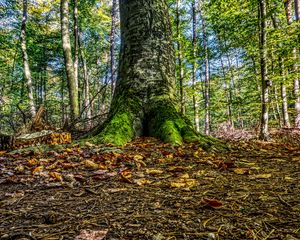 Превью обои мох, дерево, корень, листва, осень