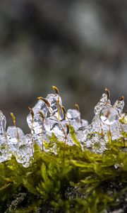 Превью обои мох, лед, капли, вода