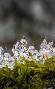 Превью обои мох, лед, капли, вода
