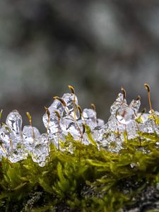 Превью обои мох, лед, капли, вода