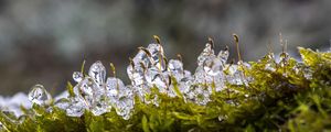 Превью обои мох, лед, капли, вода