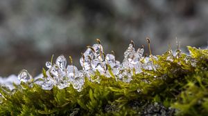 Превью обои мох, лед, капли, вода