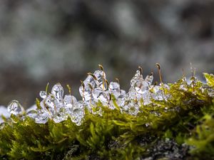 Превью обои мох, лед, капли, вода