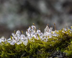 Превью обои мох, лед, капли, вода