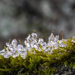 Превью обои мох, лед, капли, вода