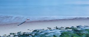 Превью обои мох, побережье, море, горизонт