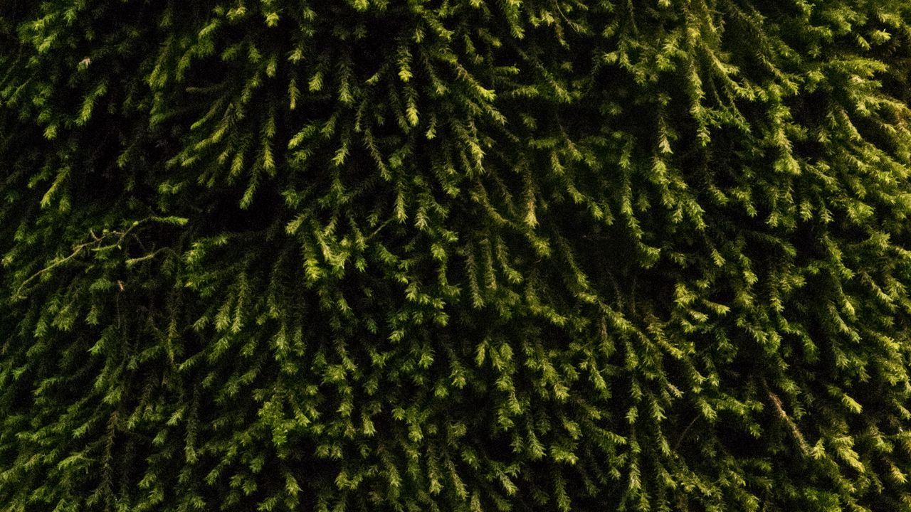 Обои мох, растительность, зеленый, поверхность, текстура