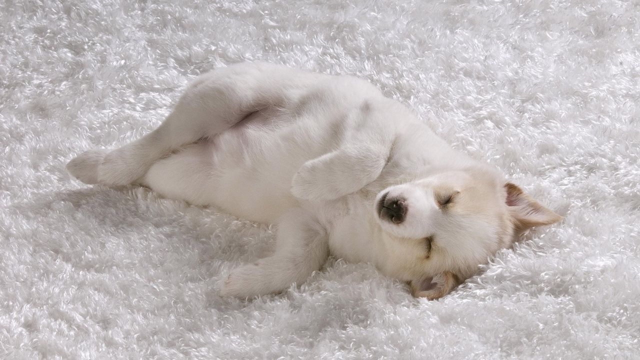 Обои мохнатый коврик, белый пес, щенок