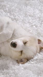 Превью обои мохнатый коврик, белый пес, щенок