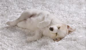 Превью обои мохнатый коврик, белый пес, щенок