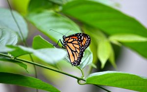 Превью обои монарх, бабочка, листья, макро