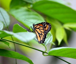 Превью обои монарх, бабочка, листья, макро