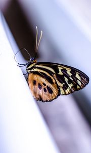 Превью обои монарх, бабочка, поверхность, макро