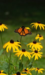 Превью обои монарх, бабочка, рудбекия, цветы, макро, желтый