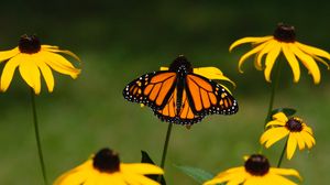 Превью обои монарх, бабочка, рудбекия, цветы, макро, желтый