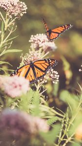 Превью обои монарх, бабочка, тмин, цветы, растение, макро