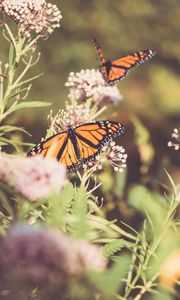 Превью обои монарх, бабочка, тмин, цветы, растение, макро