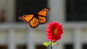 Превью обои монарх, бабочка, цветок, макро