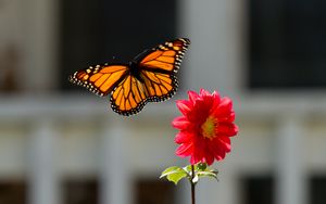 Превью обои монарх, бабочка, цветок, макро
