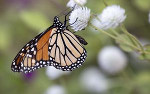 Превью обои монарх, бабочка, цветок, блюр, макро