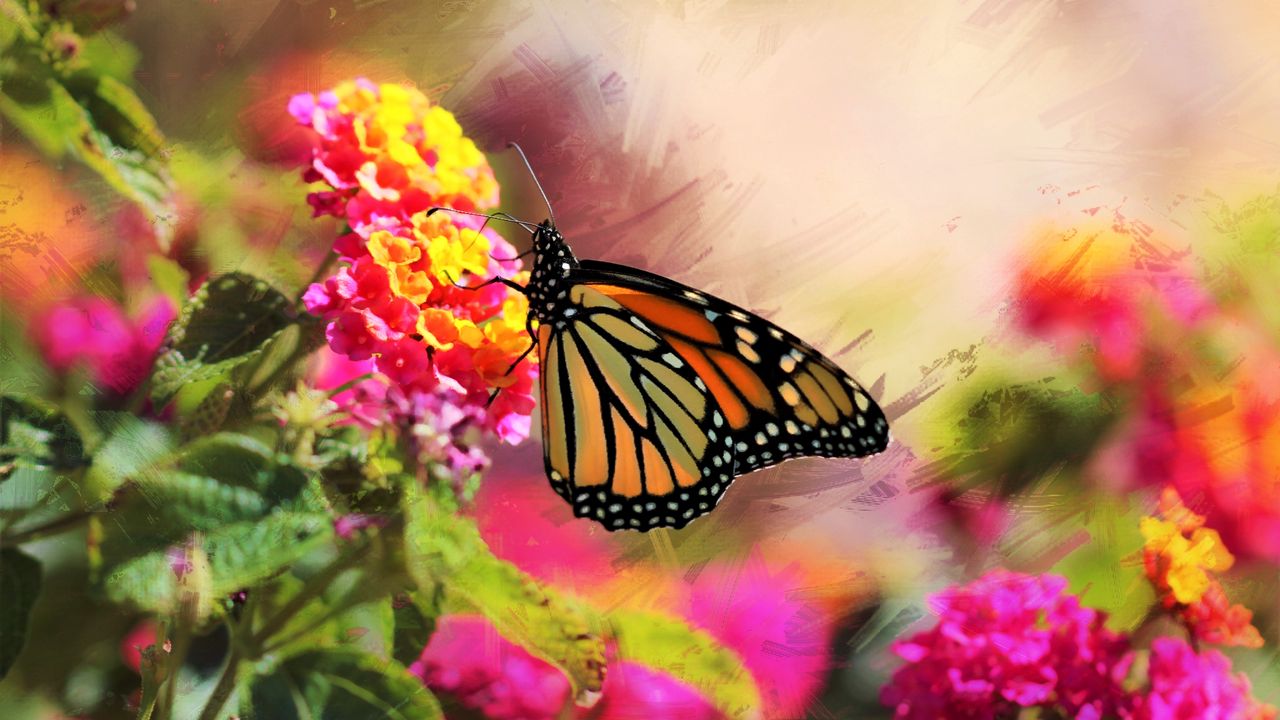 Обои монарх, бабочка, цветы, макро, яркий