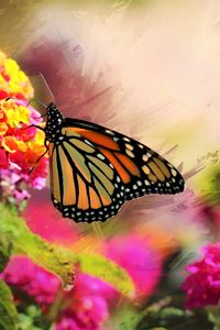 Превью обои монарх, бабочка, цветы, макро, яркий