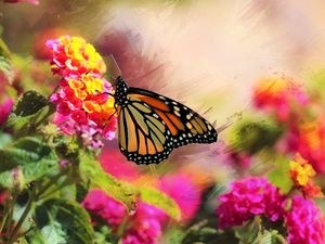 Превью обои монарх, бабочка, цветы, макро, яркий