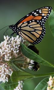 Превью обои монарх, бабочка, цветы, листья, макро