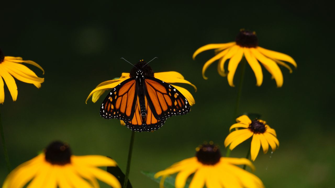 Обои монарх, бабочка, цветы, макро, желтый
