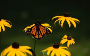 Превью обои монарх, бабочка, цветы, макро, желтый