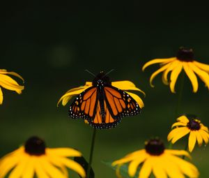 Превью обои монарх, бабочка, цветы, макро, желтый