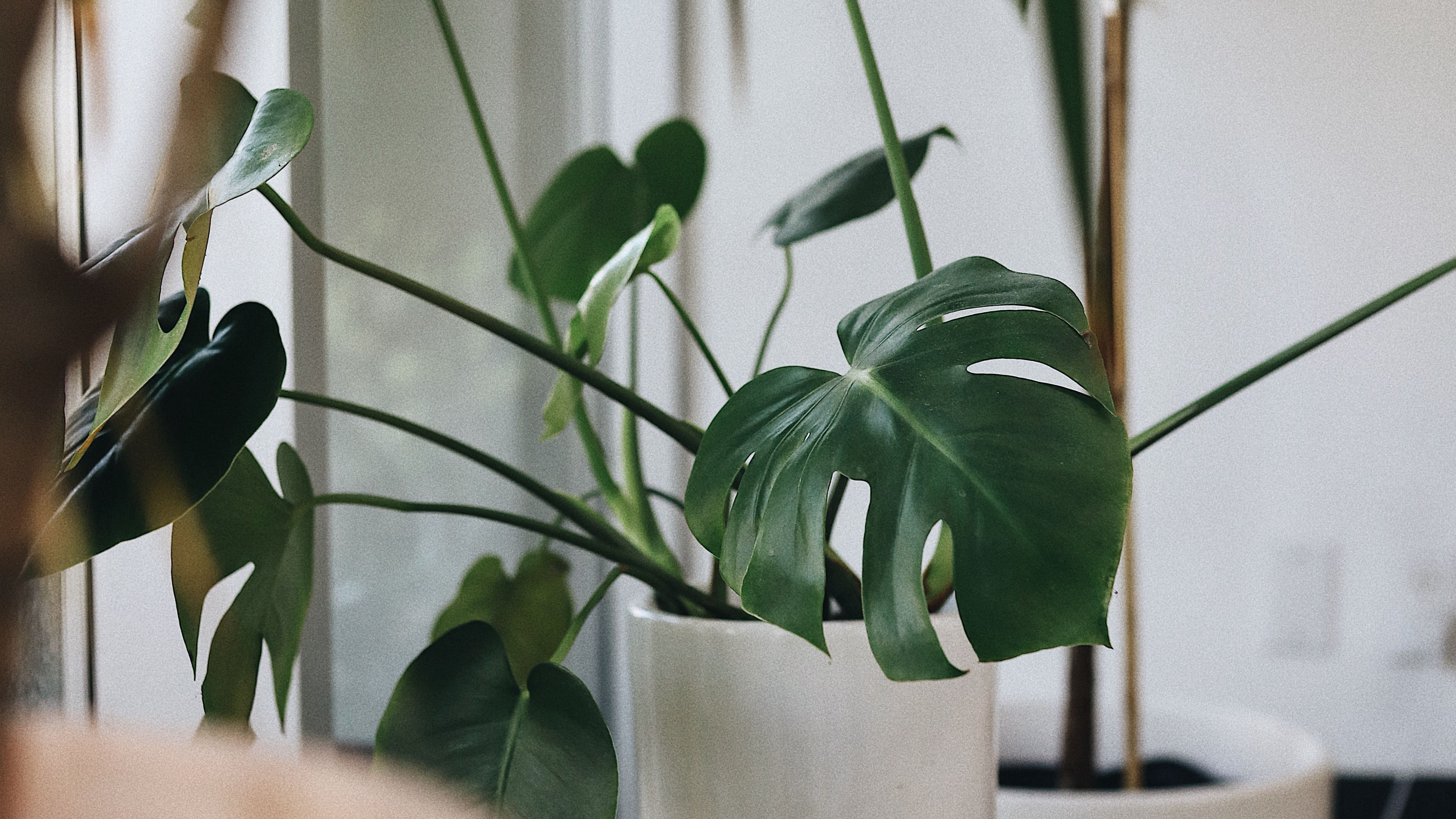 Скачать 3840x2160 монстера, комнатное растение, растение, горшок обои ...