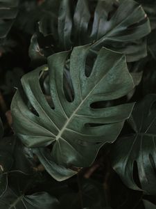 Превью обои монстера, растение, листья, темный, зеленый