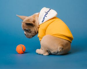 Превью обои мопс, собака, мяч, питомец