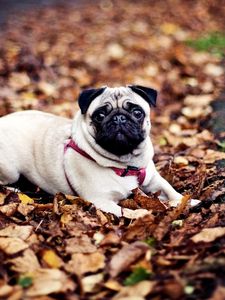 Превью обои мопс, собака, поводок, листва, осень, лежать