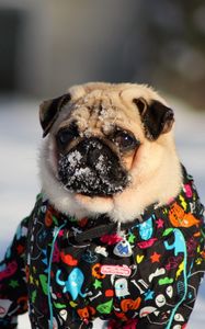 Превью обои мопс, собака, снег, куртка, зима