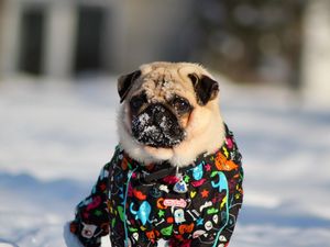 Превью обои мопс, собака, снег, куртка, зима