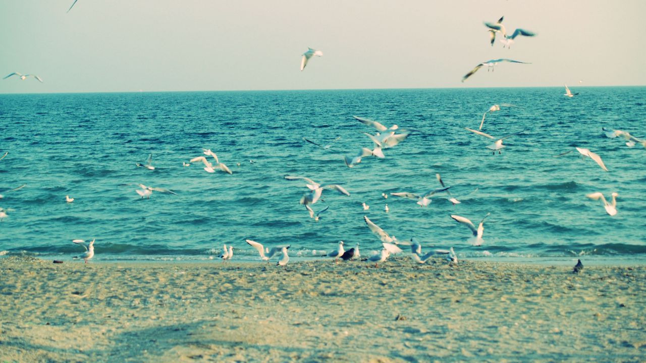 Обои море, берег, чайки, песок, волны