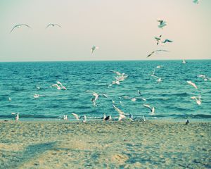 Превью обои море, берег, чайки, песок, волны