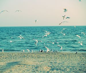 Превью обои море, берег, чайки, песок, волны