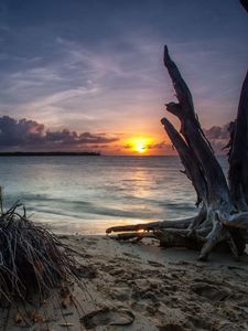 Превью обои море, берег, коряги, песок