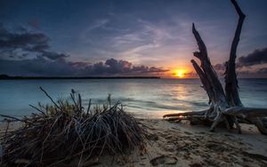 Превью обои море, берег, коряги, песок