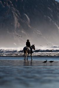 Превью обои море, берег, лошадь, всадник, птицы