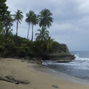 Превью обои море, берег, пальмы, пейзаж