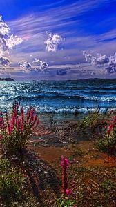 Превью обои море, берег, песок, цветы, краски, цвета, волны, день, ясно