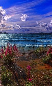 Превью обои море, берег, песок, цветы, краски, цвета, волны, день, ясно